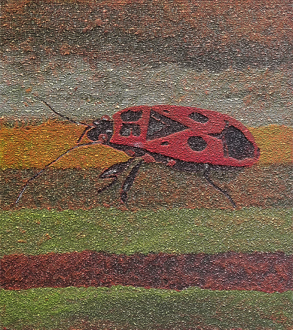 Pyrrhocoris apterus - Feuerwanze